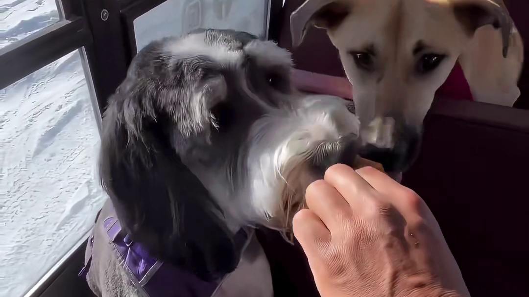 国外网友开了一家狗狗托管班，每日准点开着狗狗巴士接送狗狗们上课