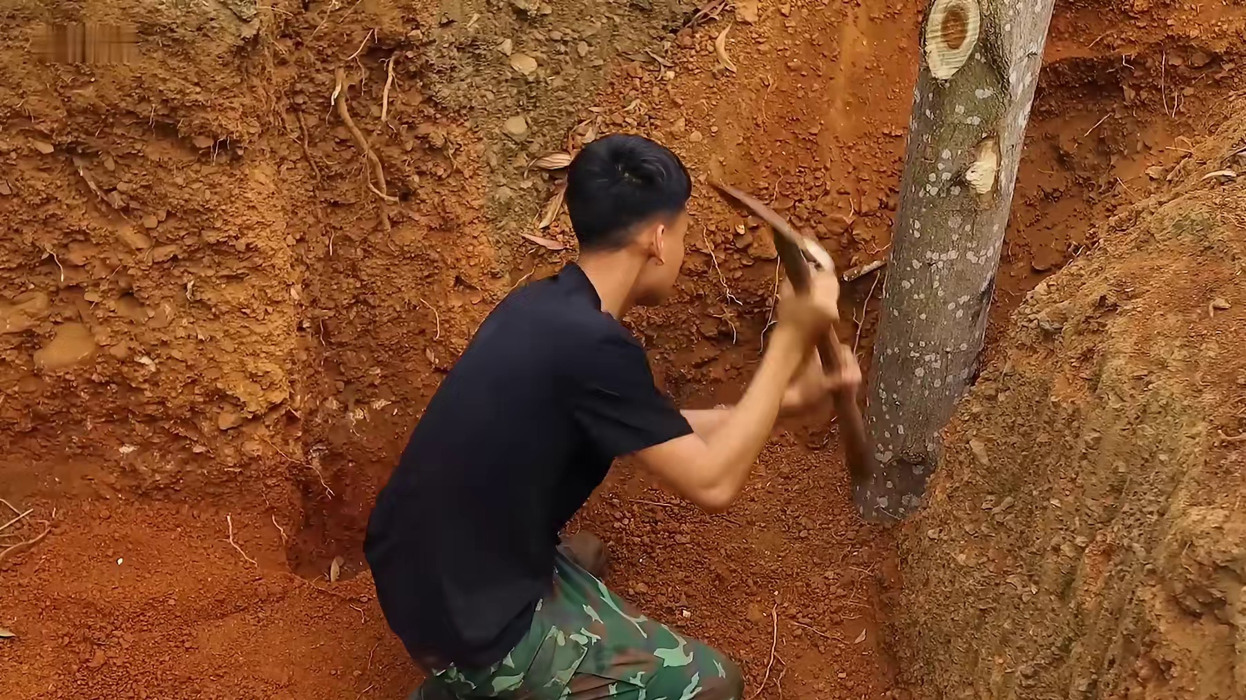 阿毛上次用藤条搭建的树屋被一场大雨破坏 (1)