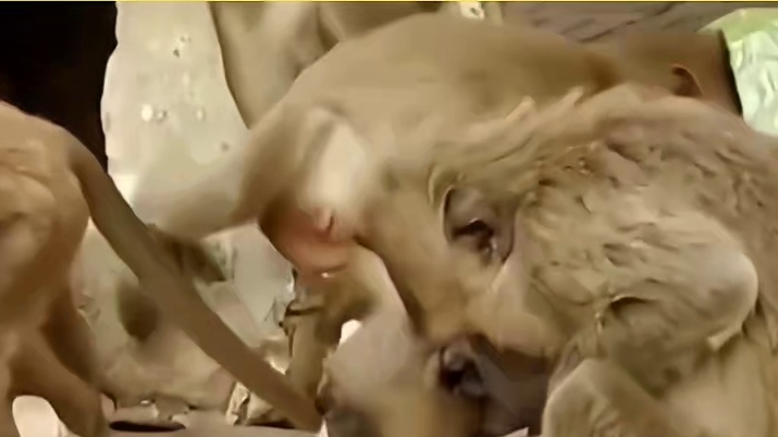 猫真的可以和猴子和谐共处吗