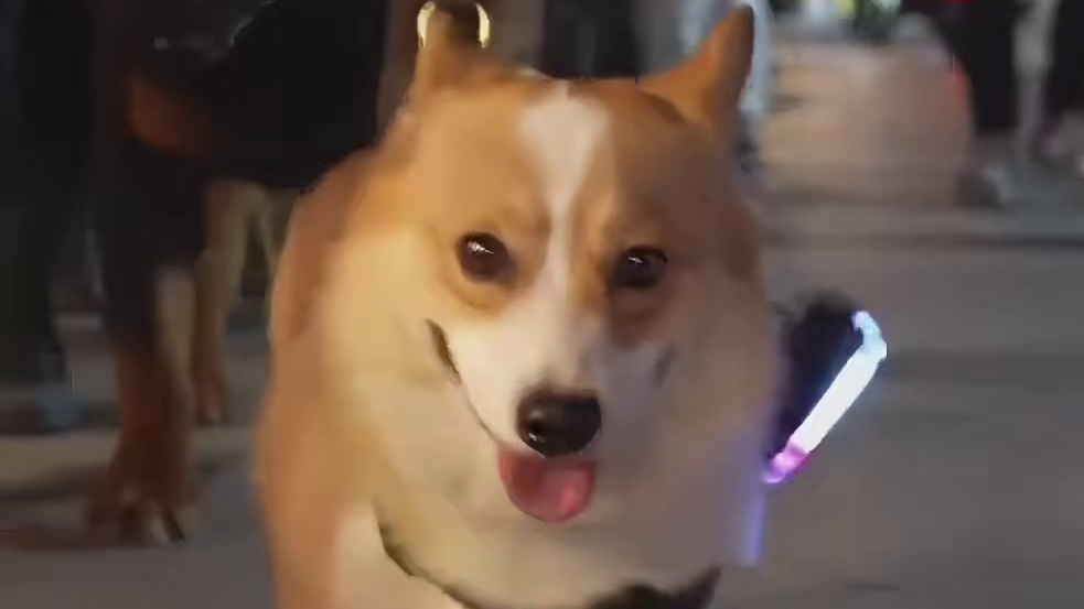 我就说上班让人眼里无光！狗狗也不例外