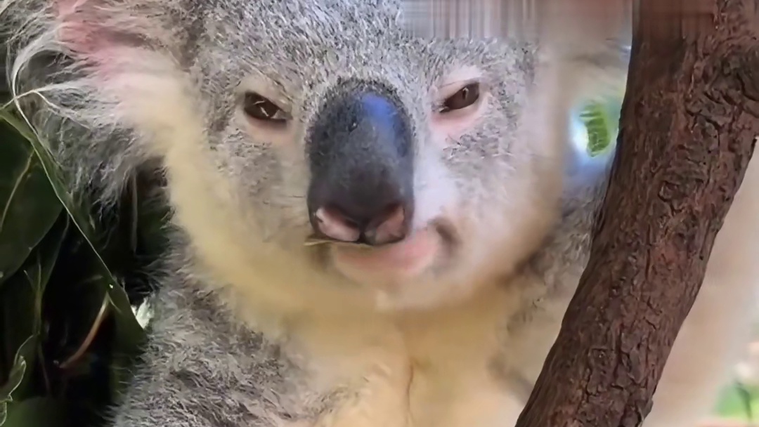 原来考拉宝宝是这样称重的啊