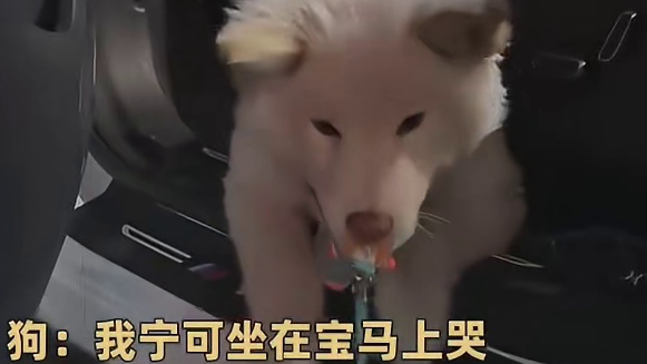 好险，差点让狗过上好日子了