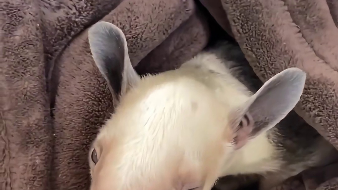 国外小姐姐回家时偶遇只拦路讨食的“奇怪兽”，好心救助后才知道它身份并不简单