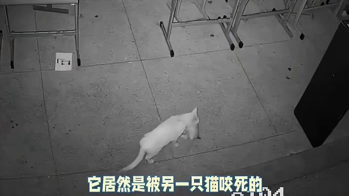 猫与猫之间打架也这么狠