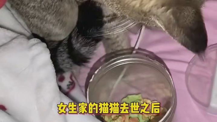好小众的词，猫的遗产