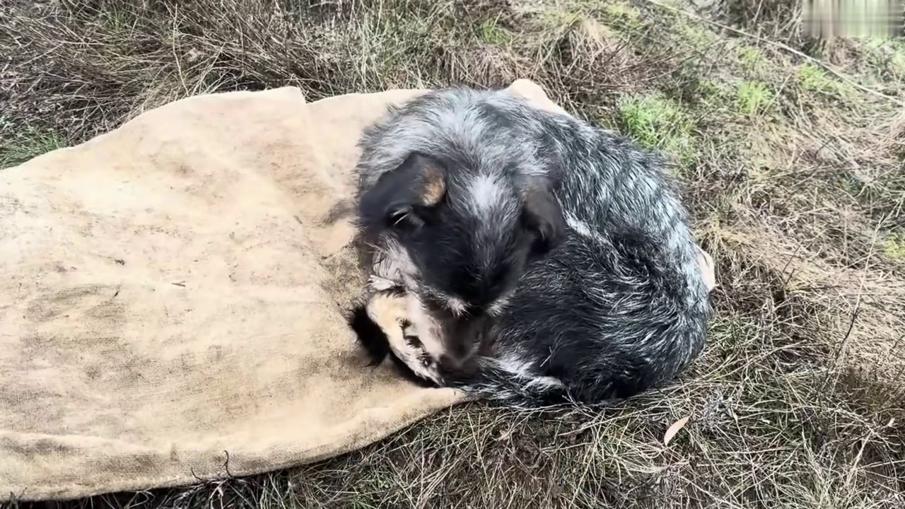 荒野建造 这天钢蛋拿着铁楸带着狗宝到野外徒步 (1)
