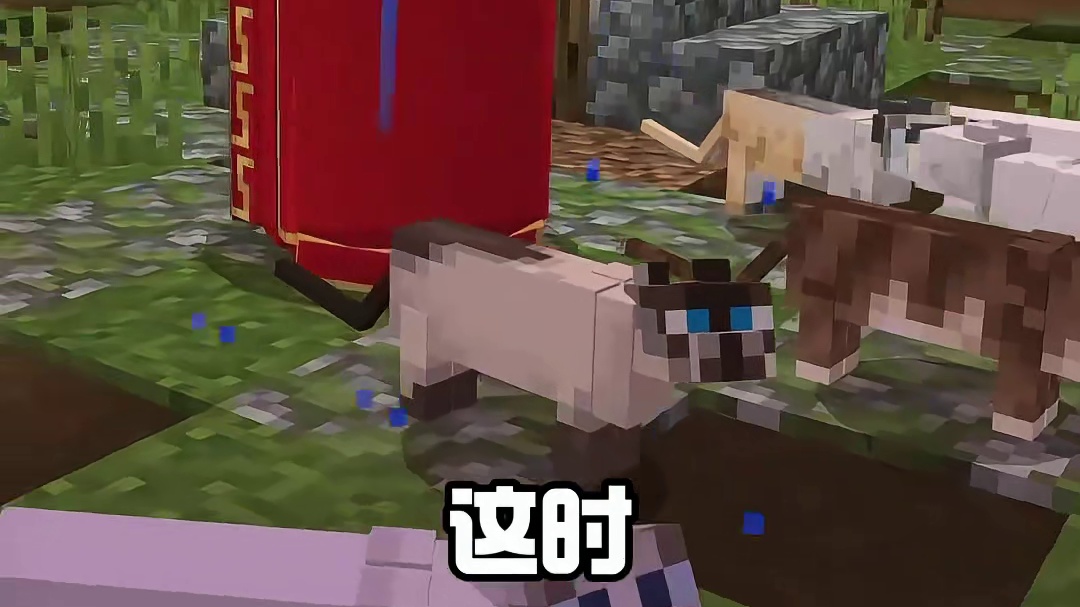 猫脸老太：立官附近有猫可能会起诗哦！