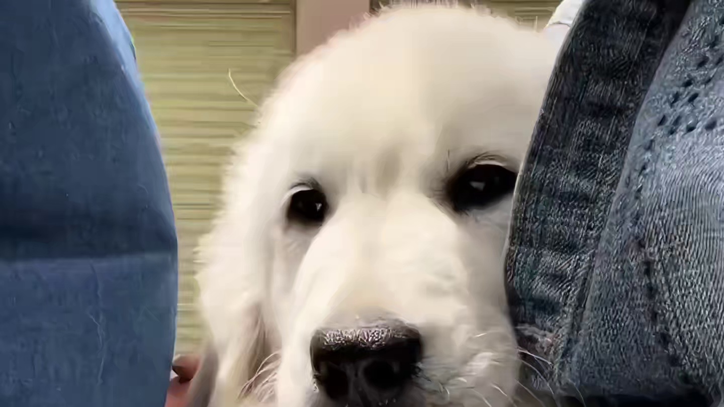 它只是怕你伤心，所以它一刻不停的赶回人间……