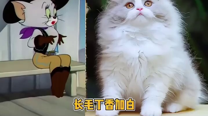 没一只是便宜的