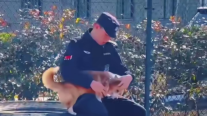 全国首只柯基警犬