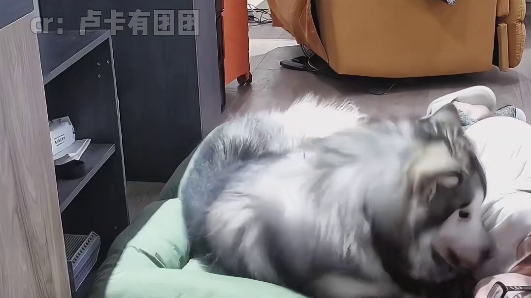 小狗永远是你最坚强的后盾