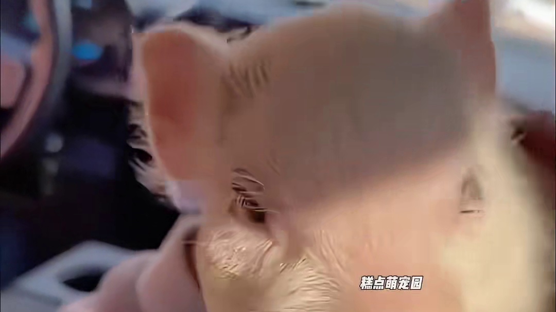 男人回家时捡到一只从卡车上掉落的猪，后来它竟带着一群猪崽报恩