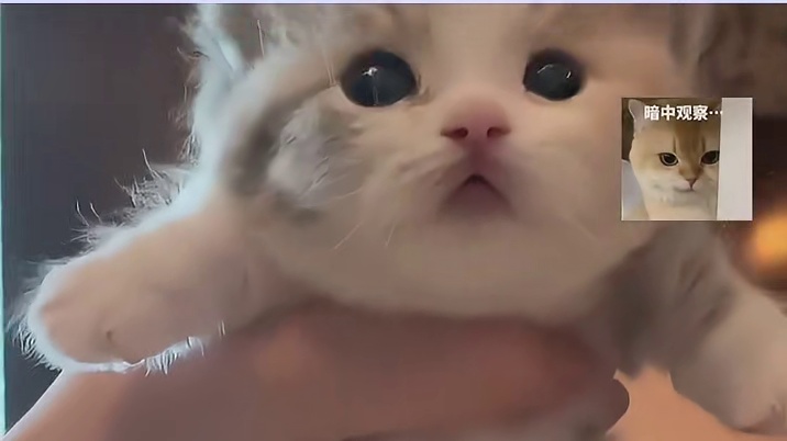 挑选小猫，记住这几点