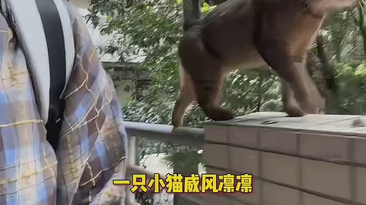 我的新朋友是一只很酷的猫