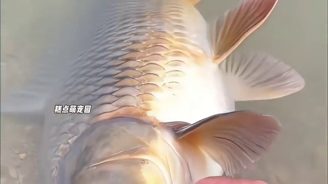 男人放生了一条怀孕的鲤鱼，后来一群鲤鱼在水面飞跃表示感谢