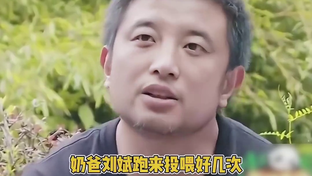 大熊猫祥祥孤单的躺在悬崖底时 该有多么绝望而又痛恨