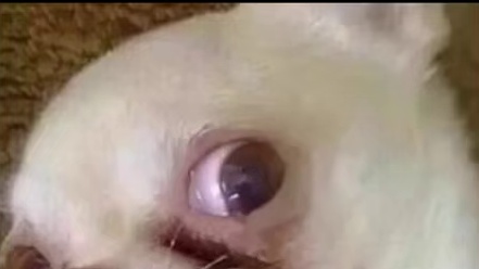 一个怎么够？下一个必须是我了 505联动波波间乐不停