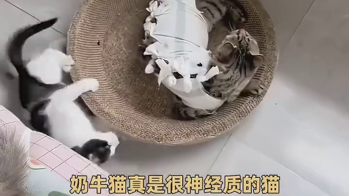 奶牛猫：头好痒，好像要长脑子了