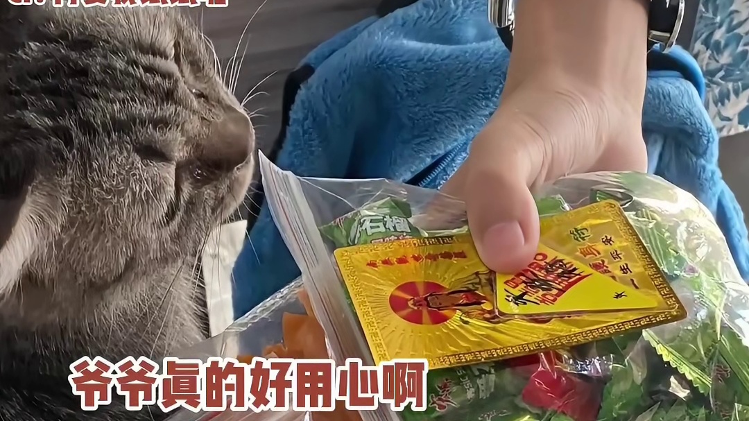 好喜欢这种收养流浪猫做猫咖的，朴实又温暖