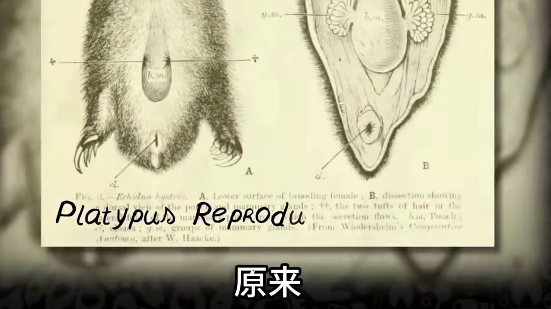 鸭嘴兽，动物界的四不像，那叫一个相当奇葩