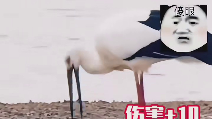 但不能变态啊哥