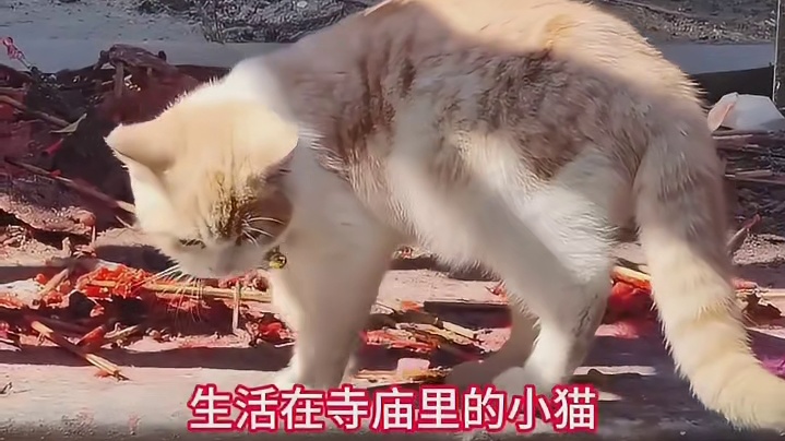 遇到这样的小猫，还不快快跪拜