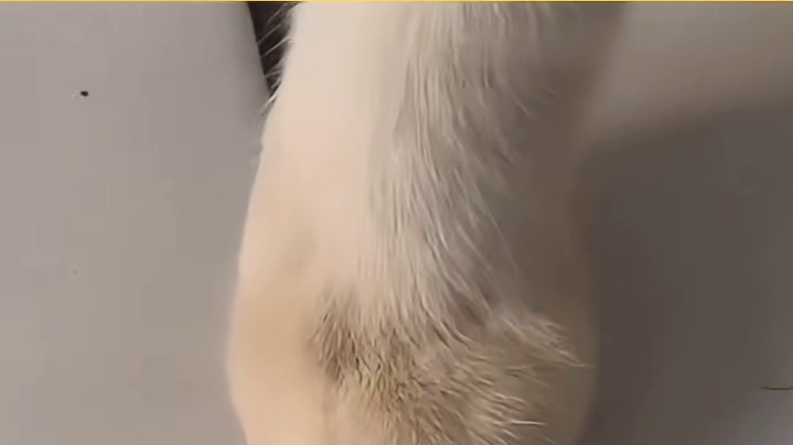 猫：搬粮前先吃我一jio