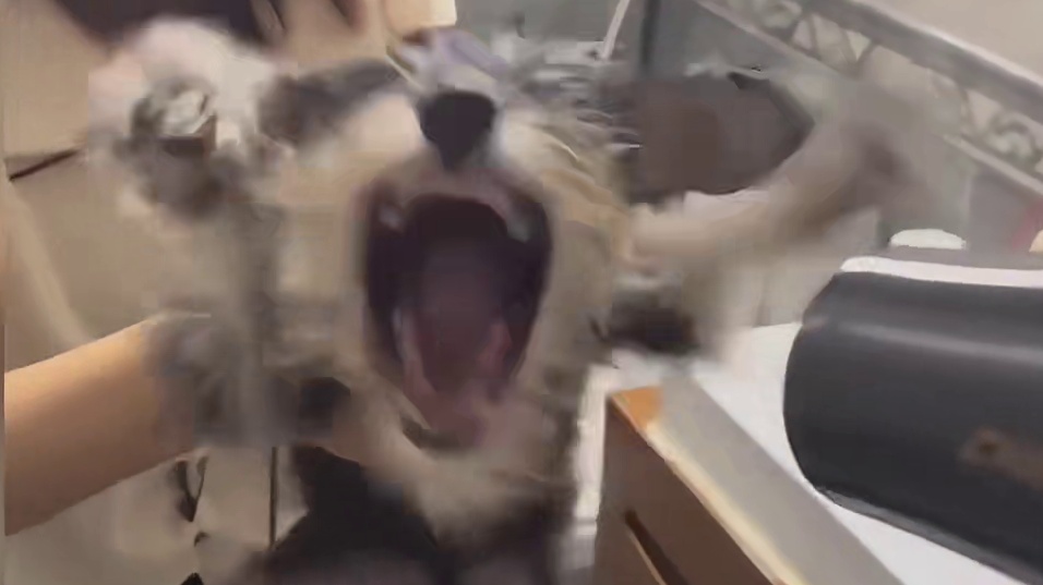 狗狗：风，我今天非咬死你不可