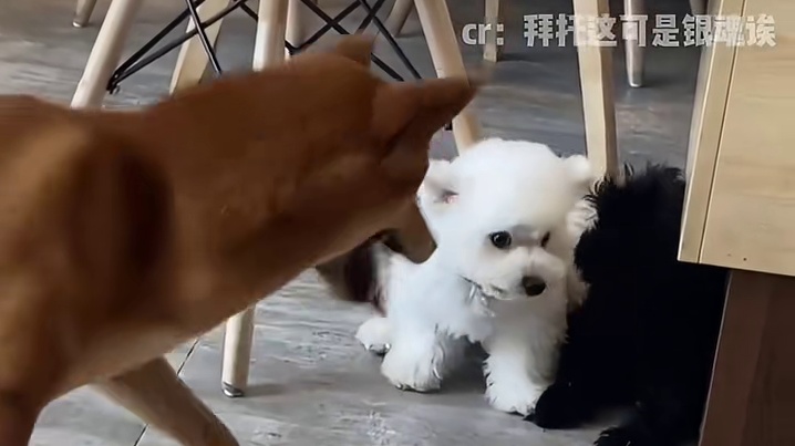 别怕嗷哥保护你温暖