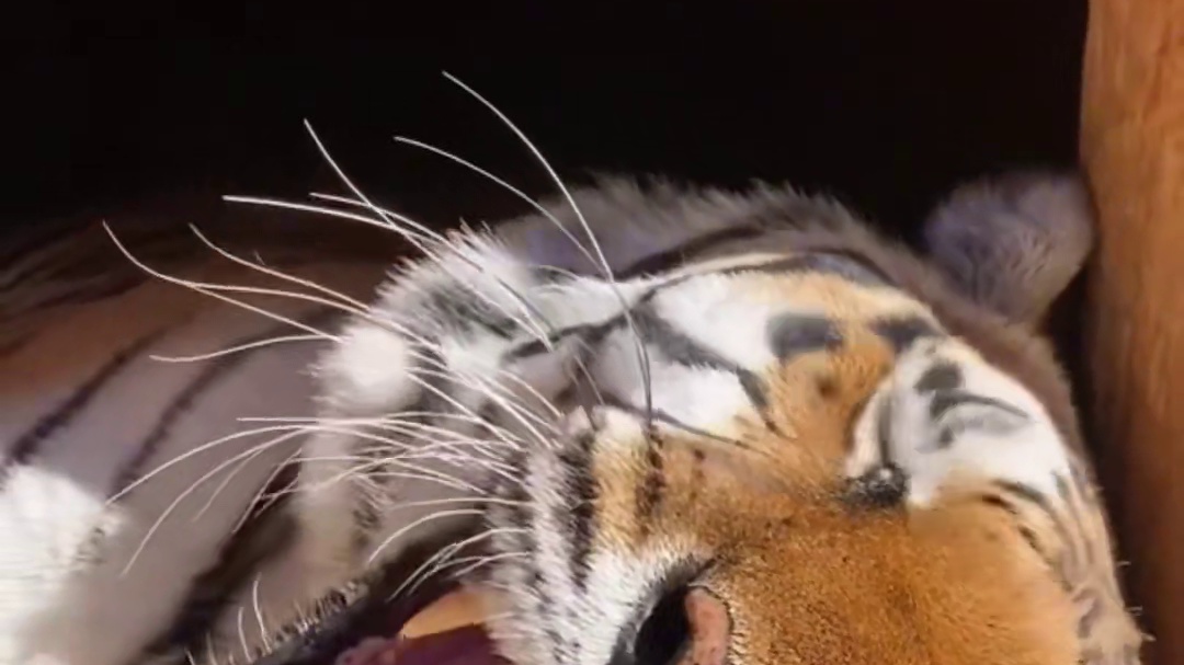 瘦小的小老虎因小哥要去工作，没想到被奶奶养成威武的大胖虎了