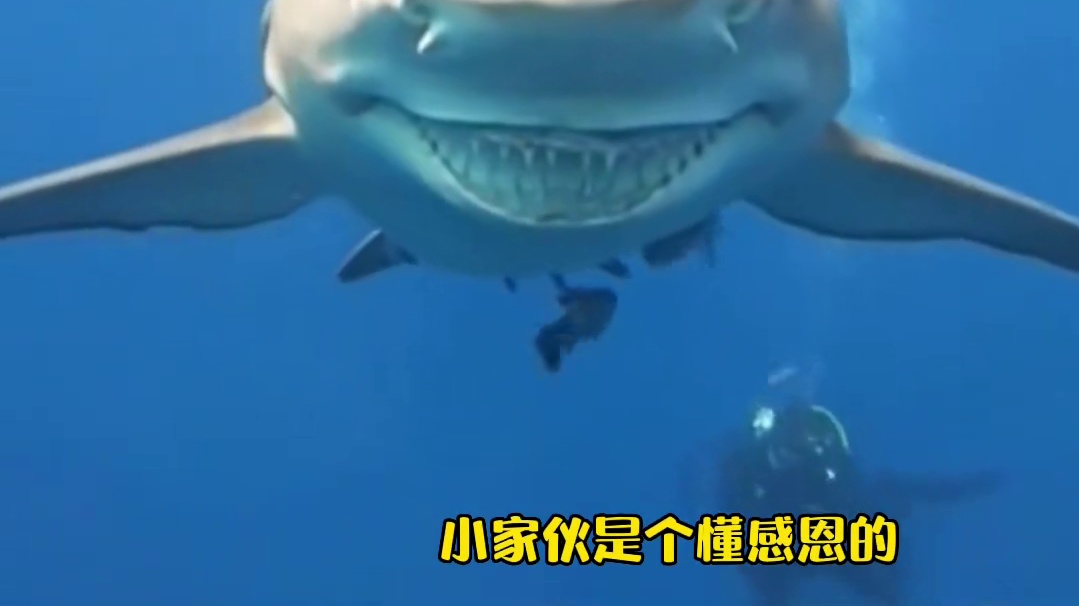国外小哥救助搁浅的小鲨鱼回大海，没想到多年后相遇竟如此报答