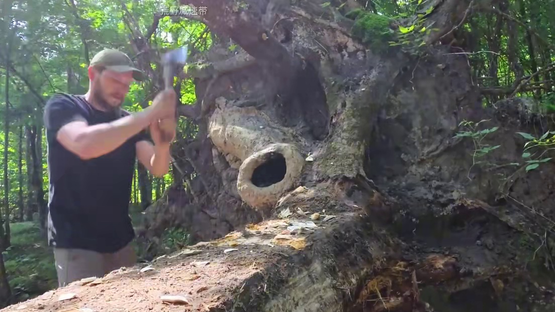 男人利用一颗倒塌的百年古树，就搭建出安全感拉满的庇护所。