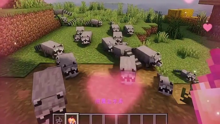 我的世界：可爱的小浣熊