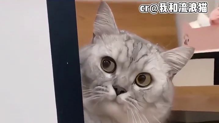 流浪的毛孩子终于有了家