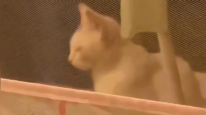 它都一定会回到你身边