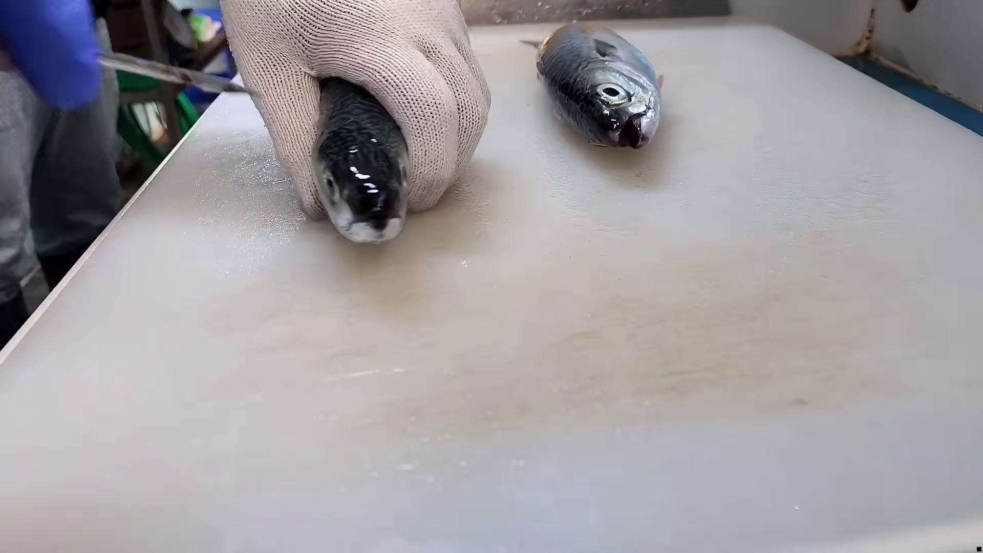 比纯野生贵上十倍不止的巴浪鱼，一种特有的鲜美足矣征服众人，