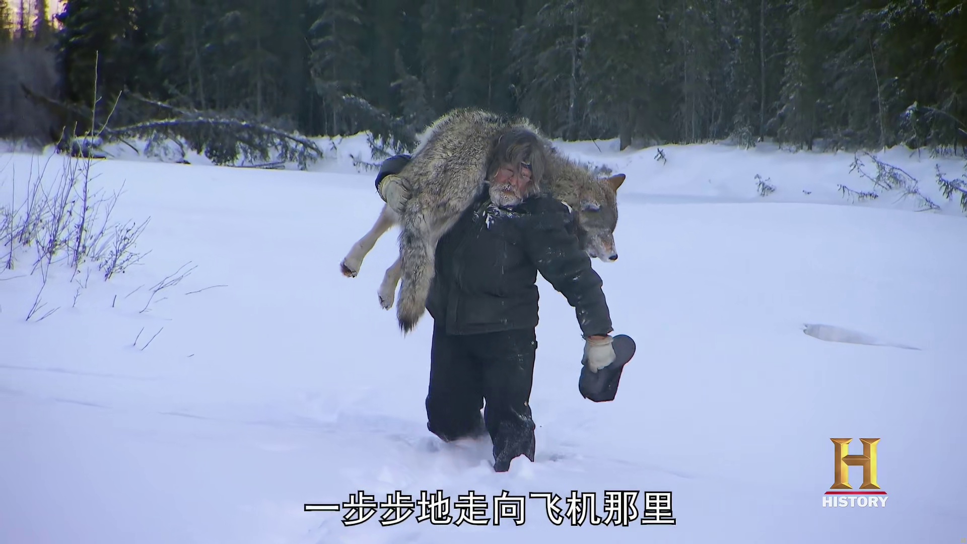 山地硬汉：诱捕海狸，处理狼皮，狩猎山羊