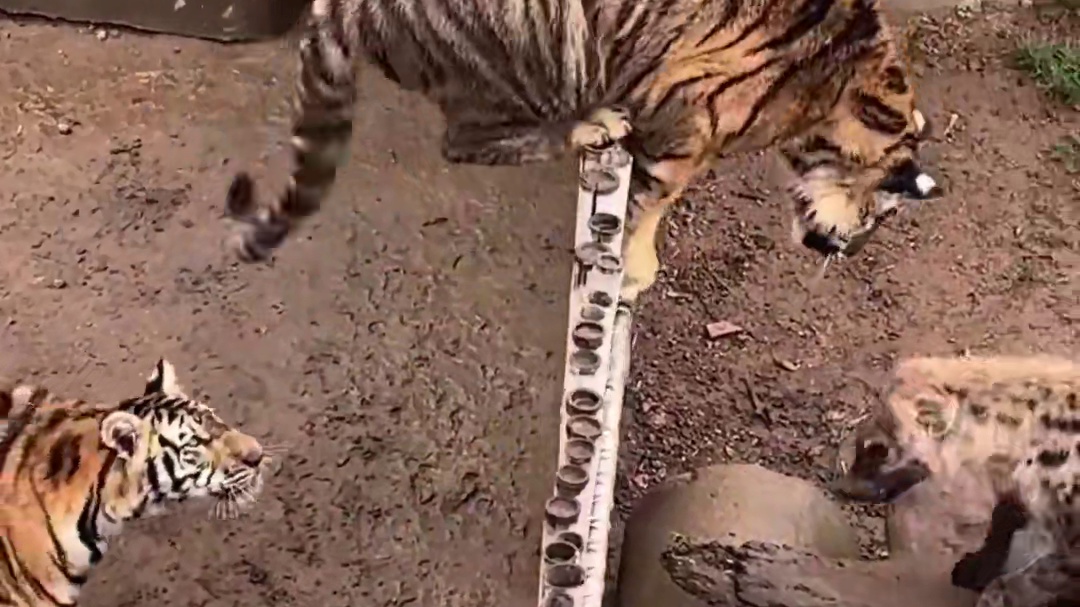 鬣狗：老铁们就说这票买得值不值