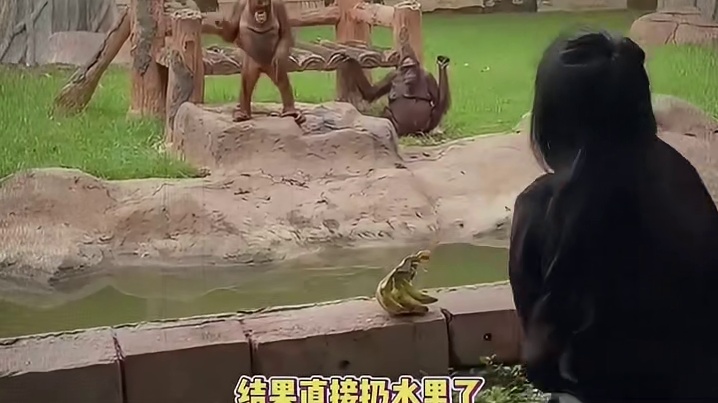 猩猩：下次换我来扔吧！