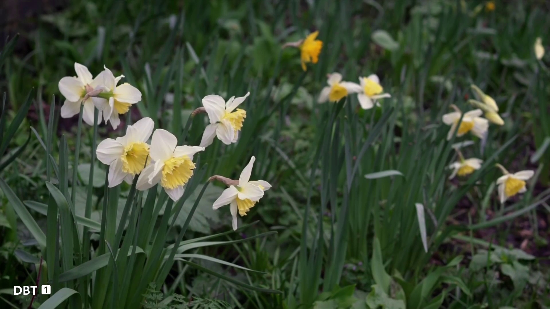 王祉怡vs 安洗莹全英羽毛球公开赛决赛上