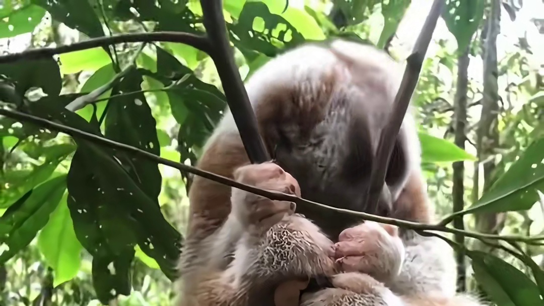 带你认识11种猴子，你见过几种？