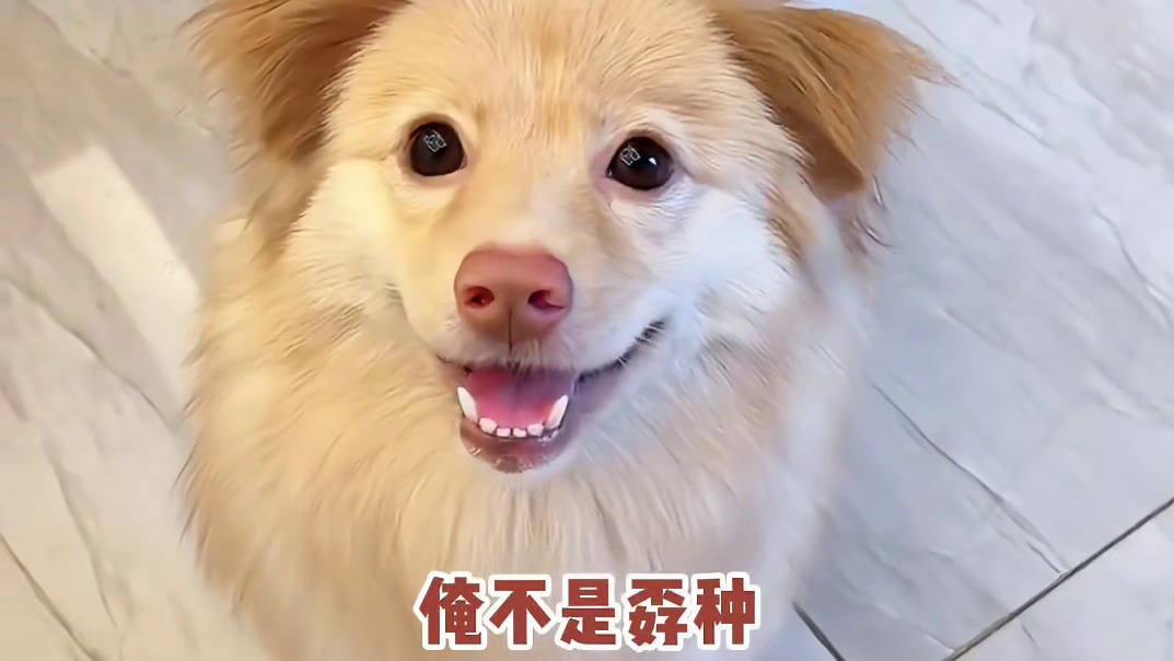 狗：是我干的怎么了？！