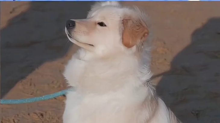 主人：焦头烂额找狗…狗狗：麻麻我考上985了！