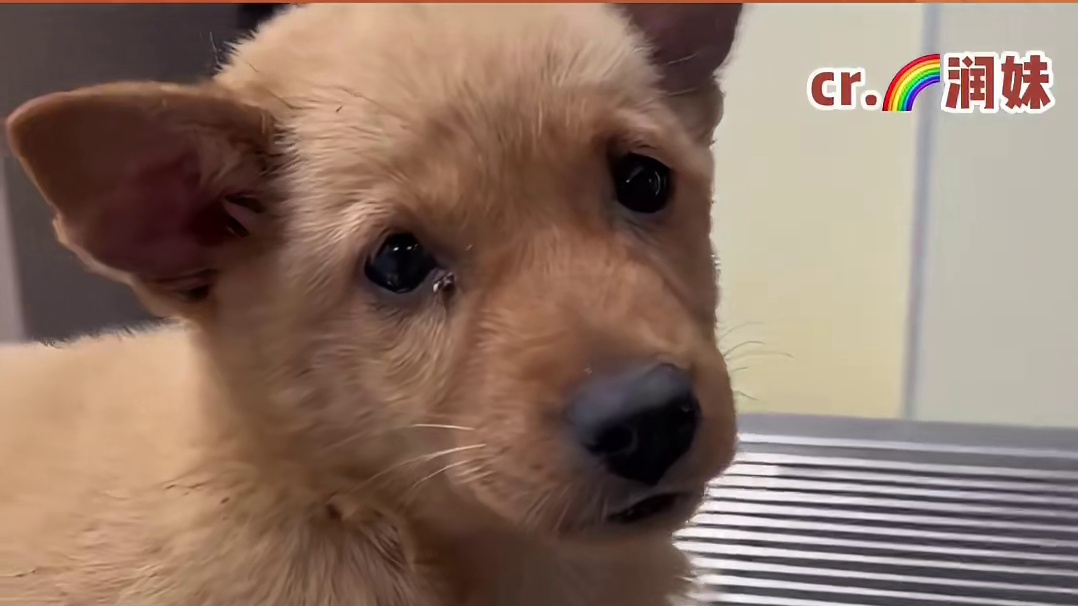 这个世界不能没有小狗！