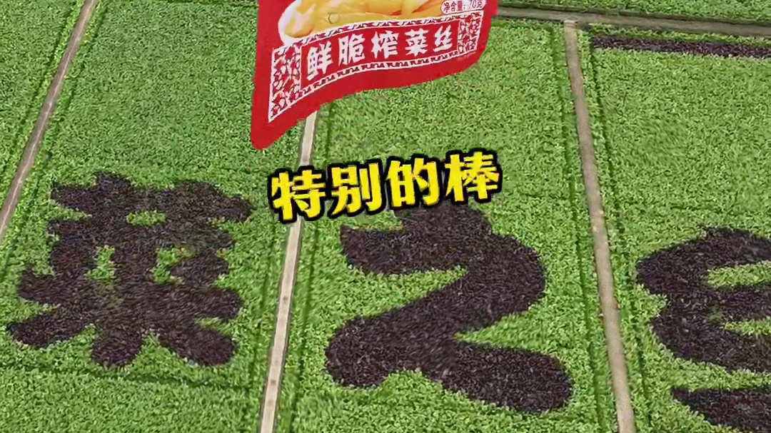 活得鲜脆嚼得响亮，爱你老己！#榨菜大王 #抽象 #乌江榨菜 #00后运营 #精神状态belike