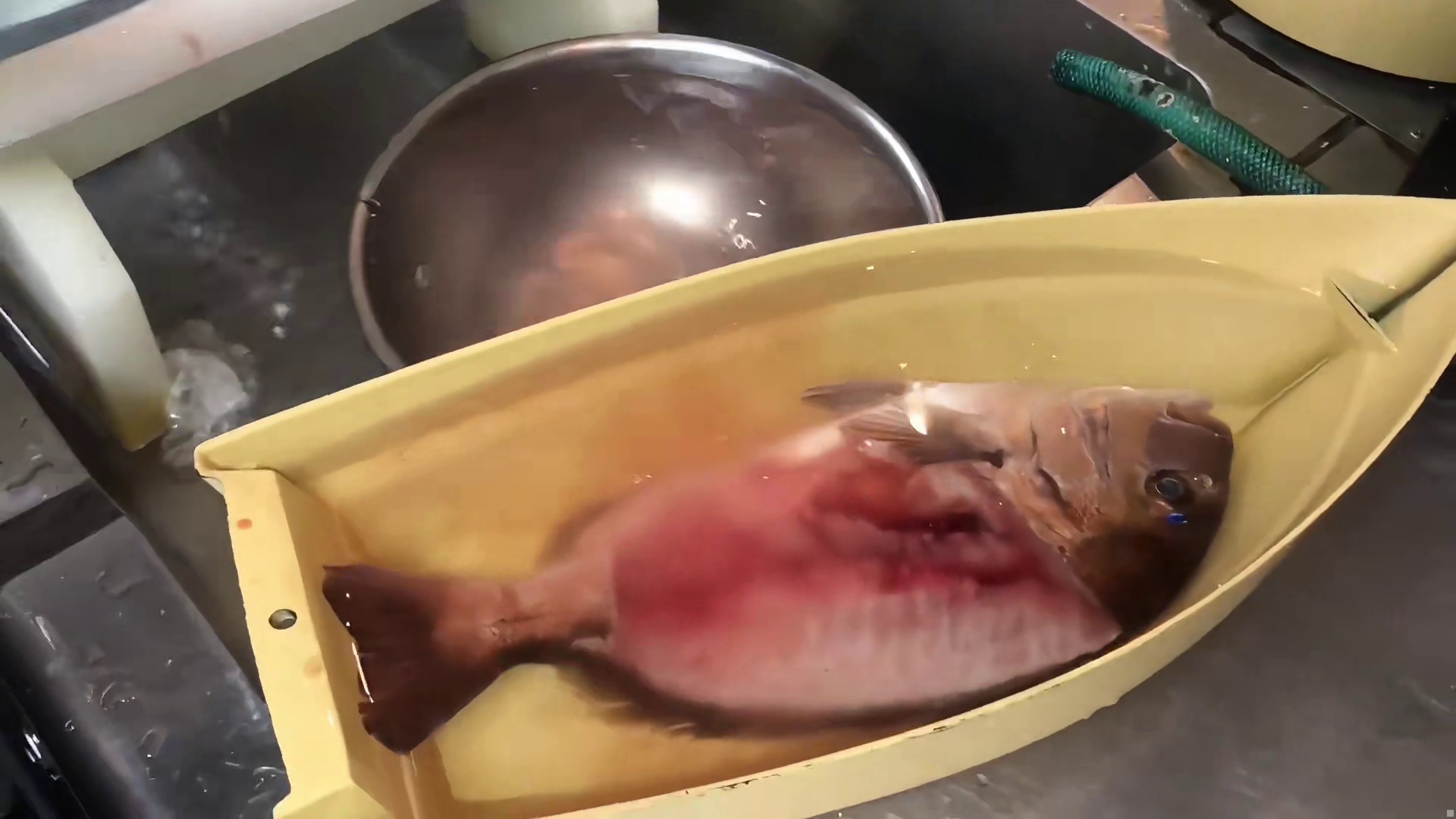 鲷鱼鱼肉做成鲜甜十足的刺身，坚强的鱼身依旧能在水里摆动。