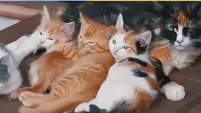 玳瑁猫被嫌弃的一生