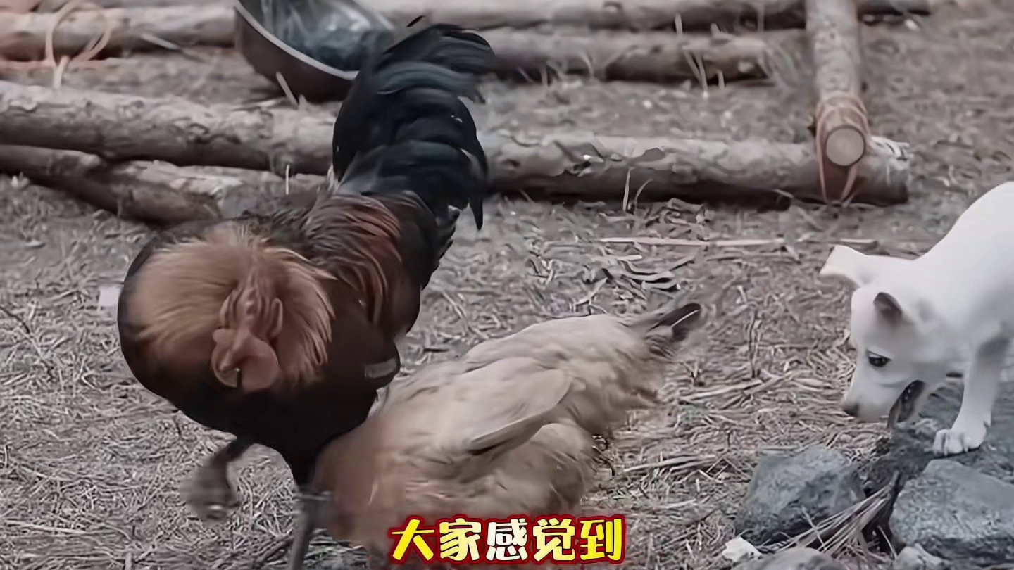 郑恺：我的梦中情狗啊