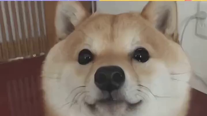 狗粮召唤棕狗，棕狗召唤白狗