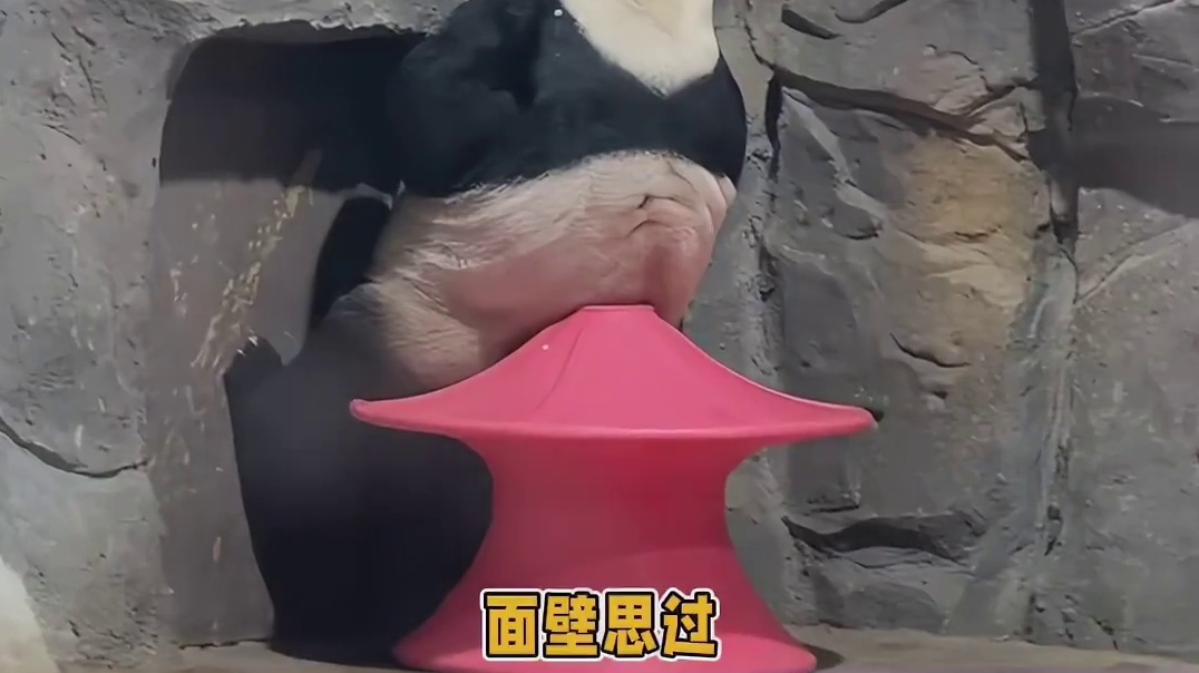 拒绝动物表演，但是拒绝不了灵岩它硬要表演